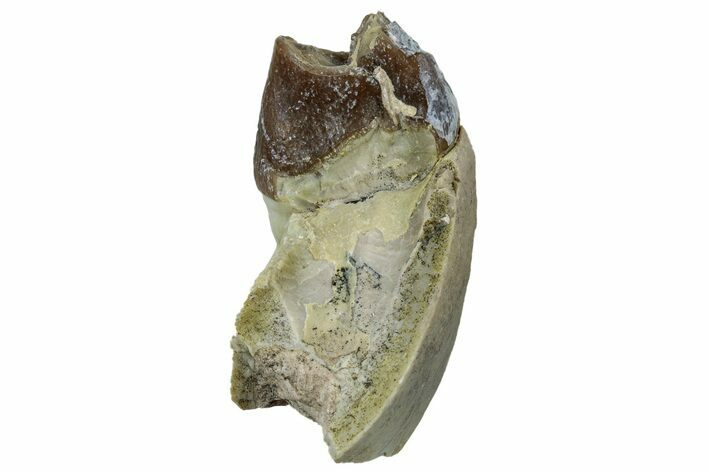 Fossil Oreodont Jaw Section - South Dakota #300286